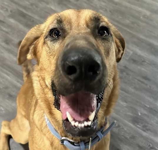 Photo of Indy