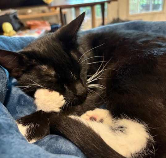 Photo of Oreo