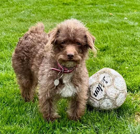 Photo of MOSEY now BELLA
