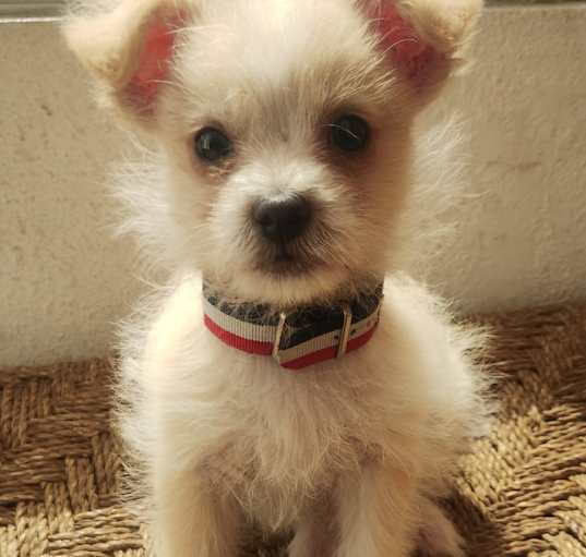 Photo of DANTE