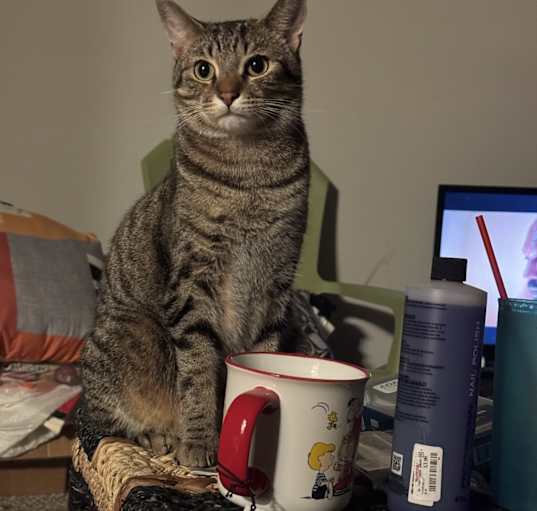 Photo of Ollie