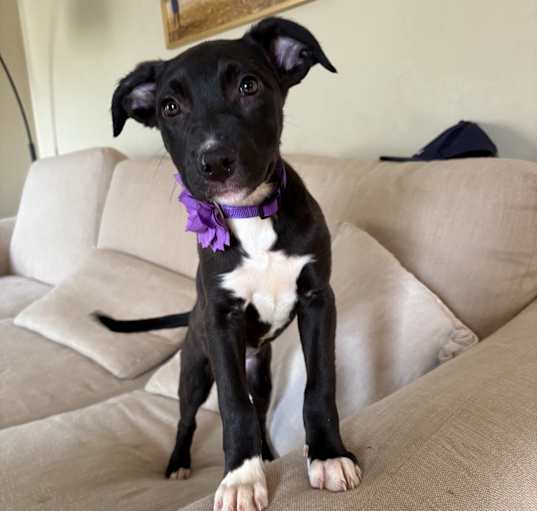 Photo of Iris