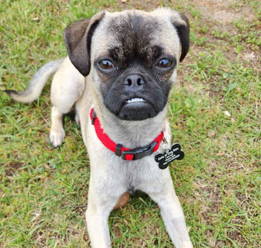 Photo of Romeo
