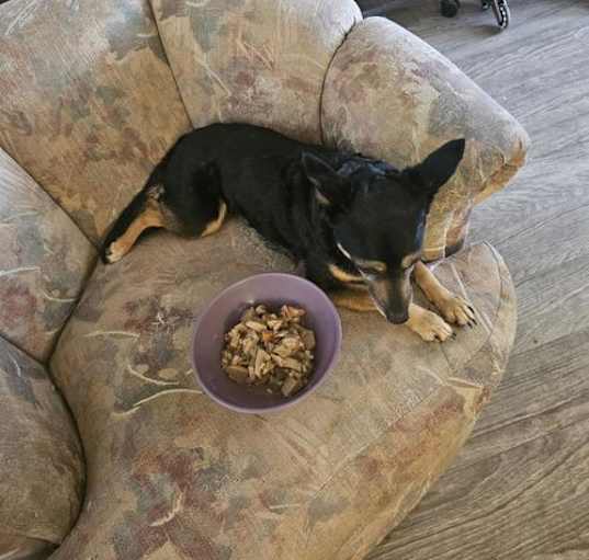 Photo of CHICA #2