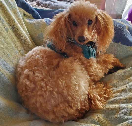 Photo of Louie