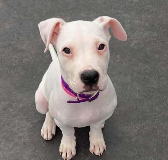 Photo of Bonnie