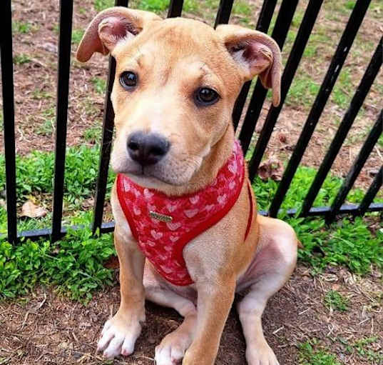 Photo of Scamp