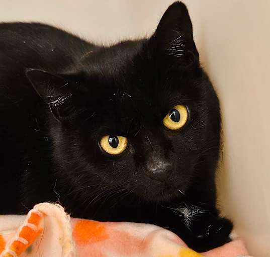 Photo of Rumpus Cat 49433