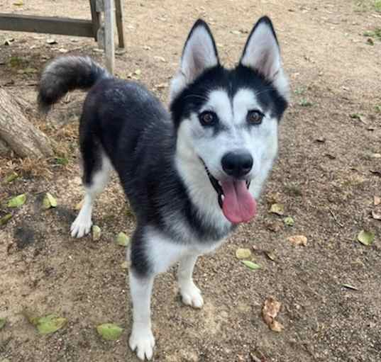 Photo of Meeka