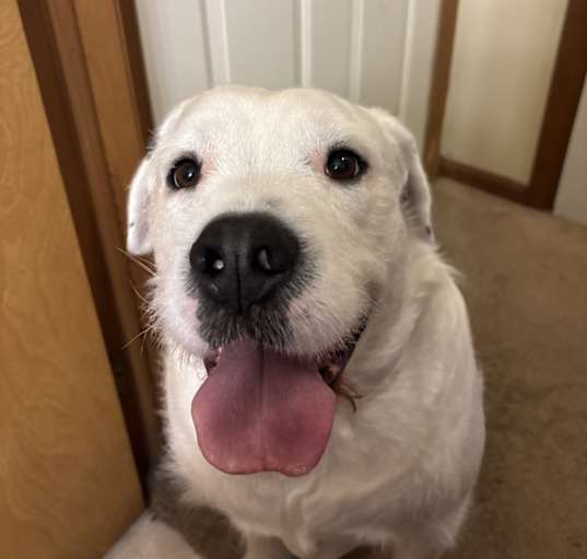 Photo of Lucky