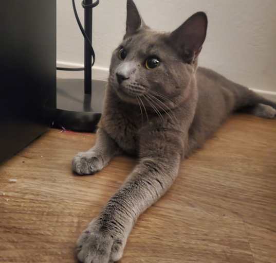Photo of Moka