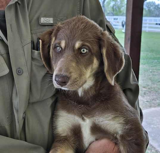 Photo of Bailey