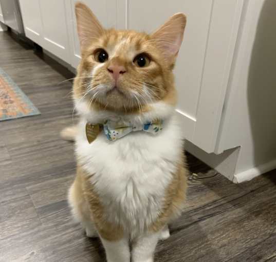 Photo of Beans