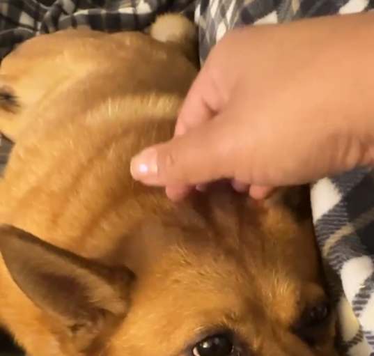 Photo of Grizzly