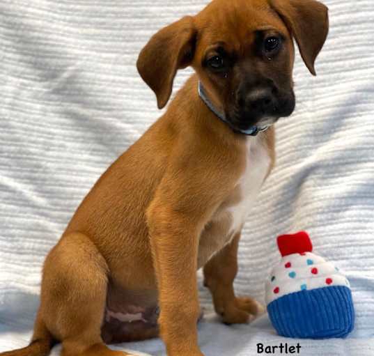 Photo of Bartlet