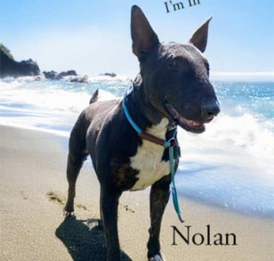 Photo of Nolan