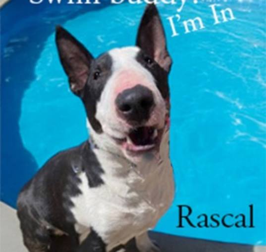 Photo of Rascal
