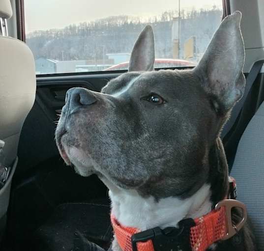 Photo of Winnie formally Fendi at the shelter
