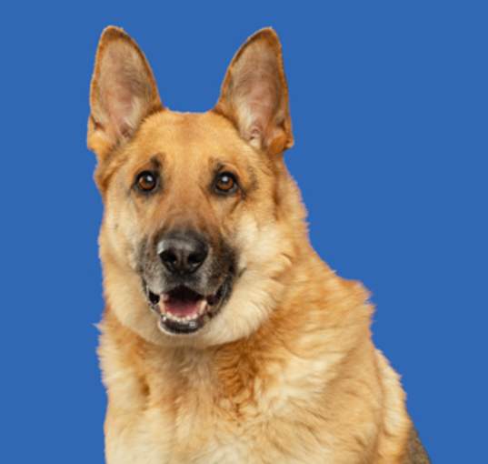 Photo of Tyson