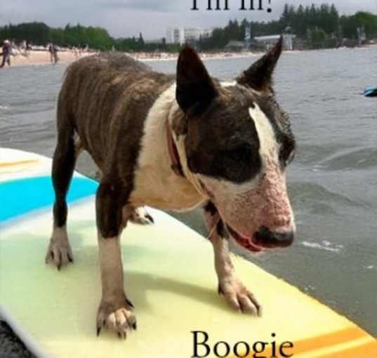 Photo of Boogie