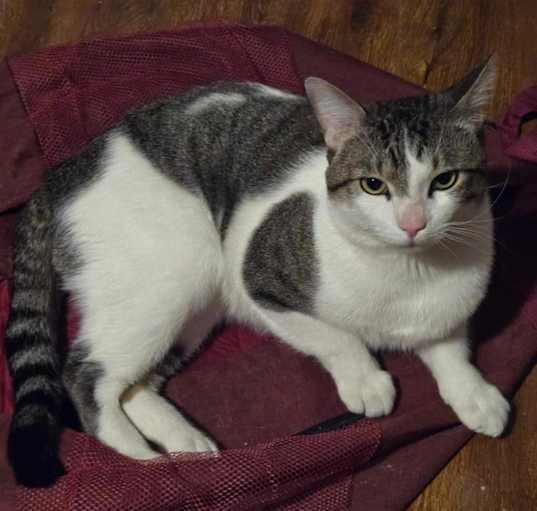 Photo of Pear