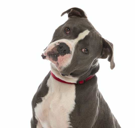 Photo of Cedric