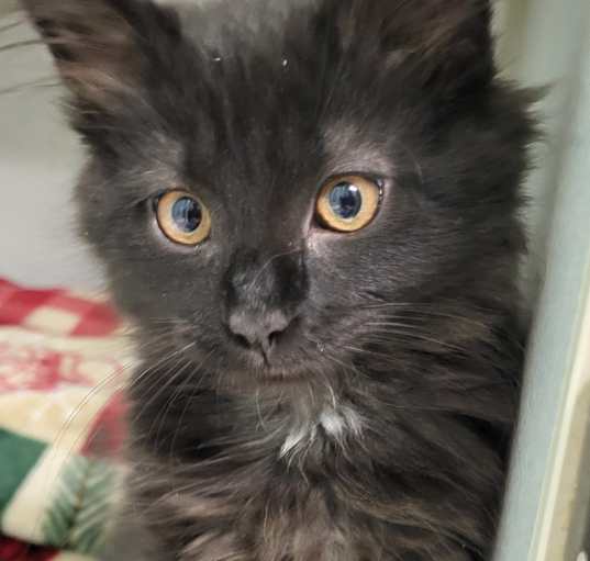 Photo of Kepler