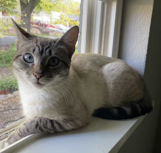 Photo of Freya
