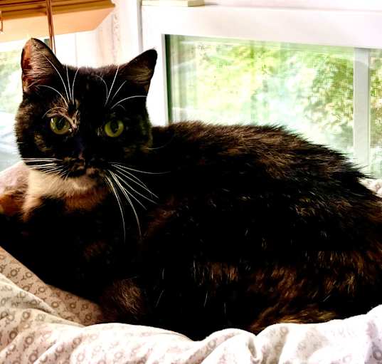 Photo of Lily