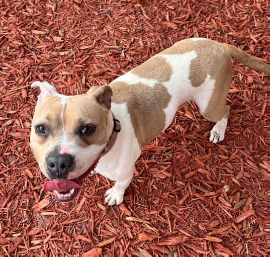 Photo of Hopper