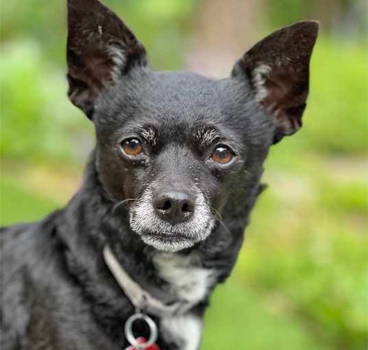 Photo of ROXANNE