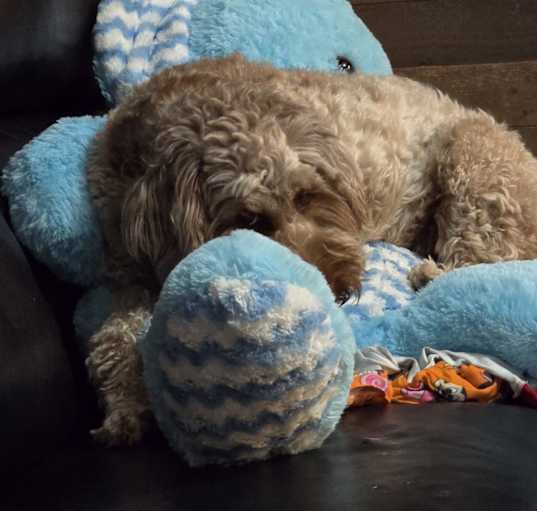 Photo of Nova