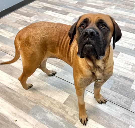 Photo of Duchess
