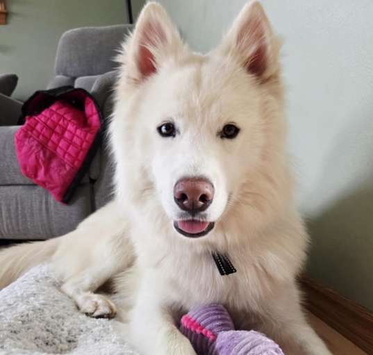 Photo of Moose