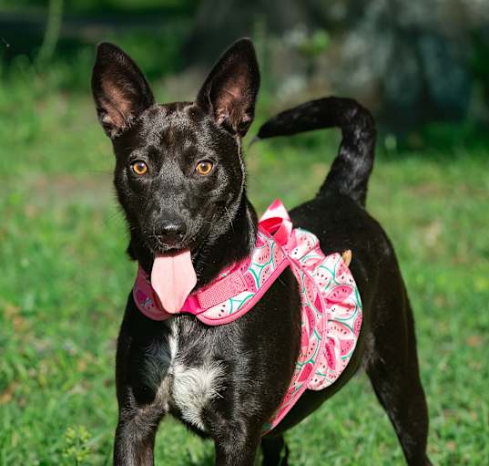 Photo of Luna