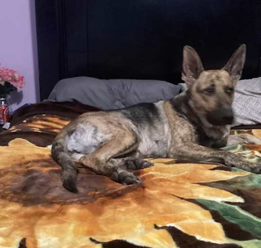 Photo of Nala