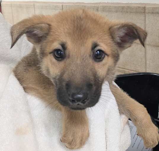Photo of Dingo