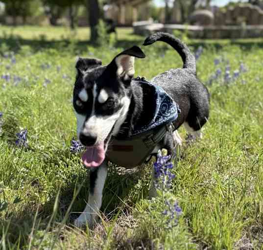 Photo of Scarlet