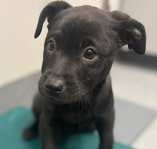 Photo of Piper