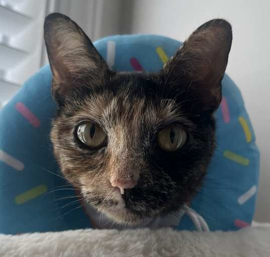 Photo of Willow