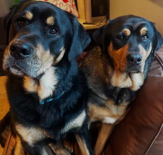 Photo of Courtesy Post- Mavis (bonded pair to Hades)