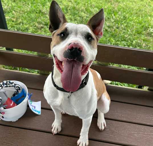 Photo of Stitch