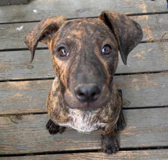 Photo of Hopper