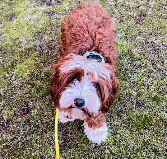 Photo of Charlie