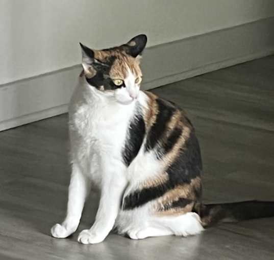 Photo of Luna