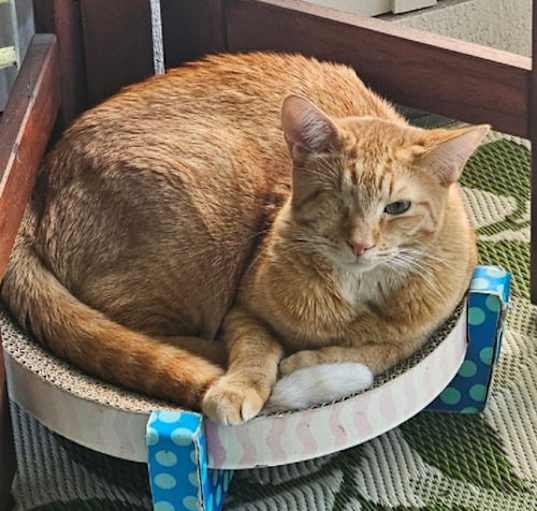Photo of pip