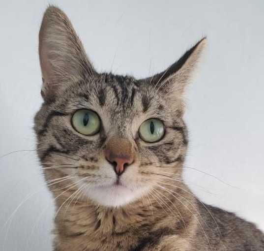Photo of Willow