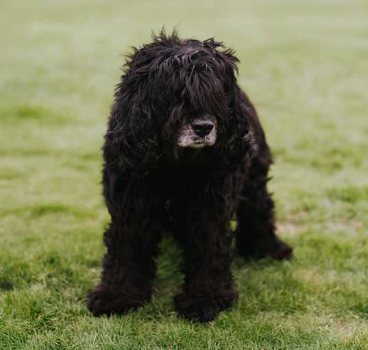Photo of Cha Cha