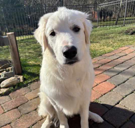 Photo of Brody