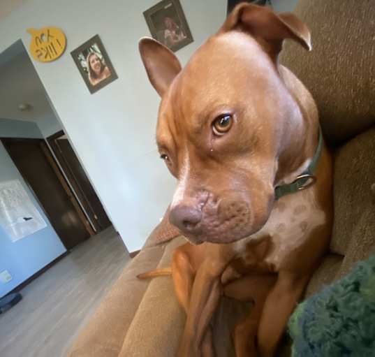 Photo of Boss